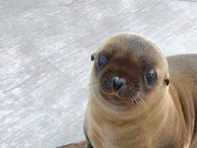 Aquarium Of Niagara To Have Sea Lion Pup On Display June 17 5k Run And Walk Set For June 18 Local News Niagara Gazette Com