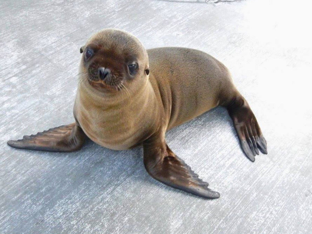 Aquarium Of Niagara To Have Sea Lion Pup On Display June 17 5k Run And Walk Set For June 18 Local News Niagara Gazette Com Aquarium Of Niagara To Have Sea Lion Pup On Display June 17 5k Run And Walk Set For June 18 Local News Niagara Gazette Com