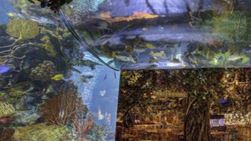 Rainforest Cafe set to open on Old Falls Street | Local News ...