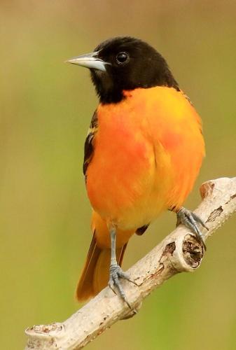 THE GREAT OUTDOORS: Around the bird feeders