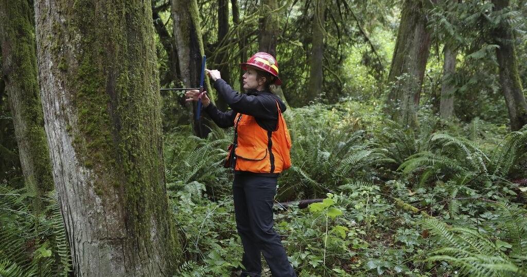Climate change is hastening the demise of Pacific Northwest forests - Vimarsana News