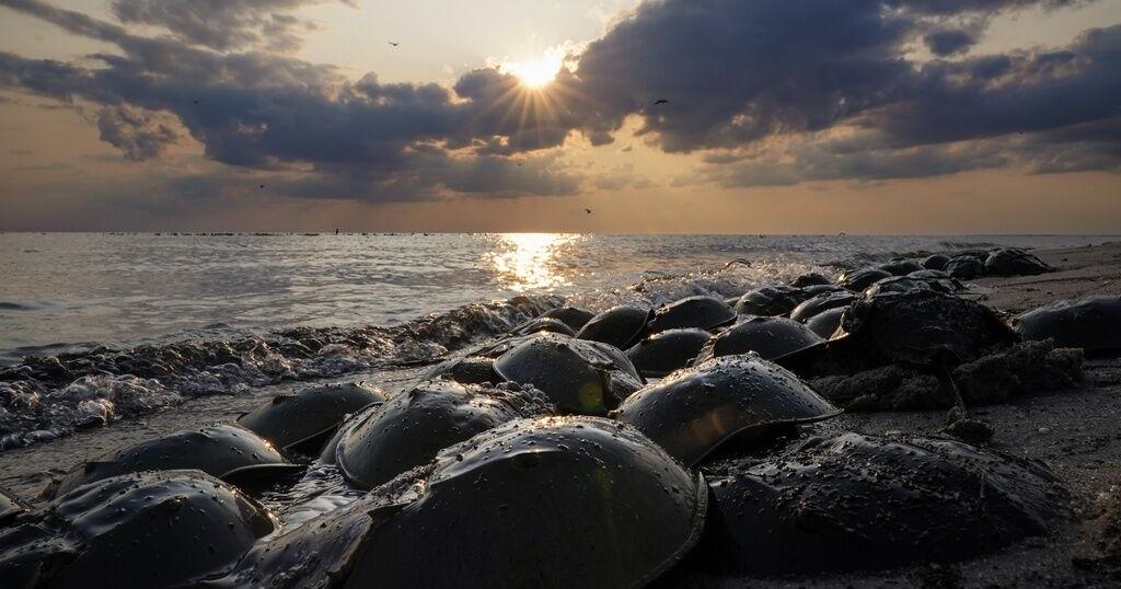 Blue blood from horseshoe crabs is needed for medicine, but a declining bird relies on crabs to eat - Vimarsana News