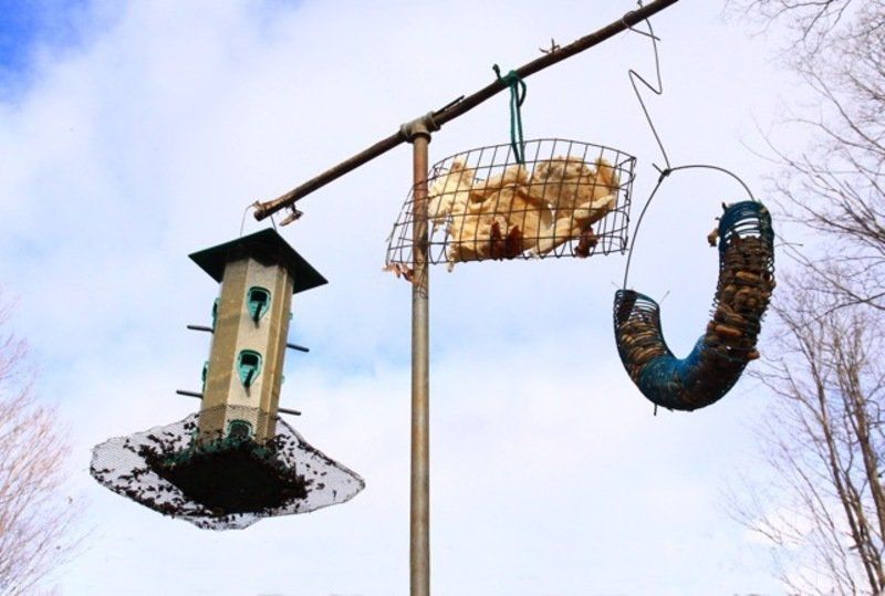 Domedion What About The Birds During Winter Opinion Niagara