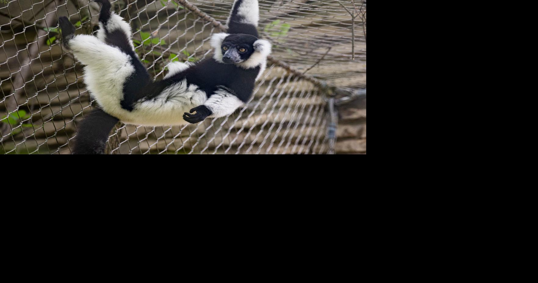 Buffalo Zoo welcomes black-and-white ruffed lemur family