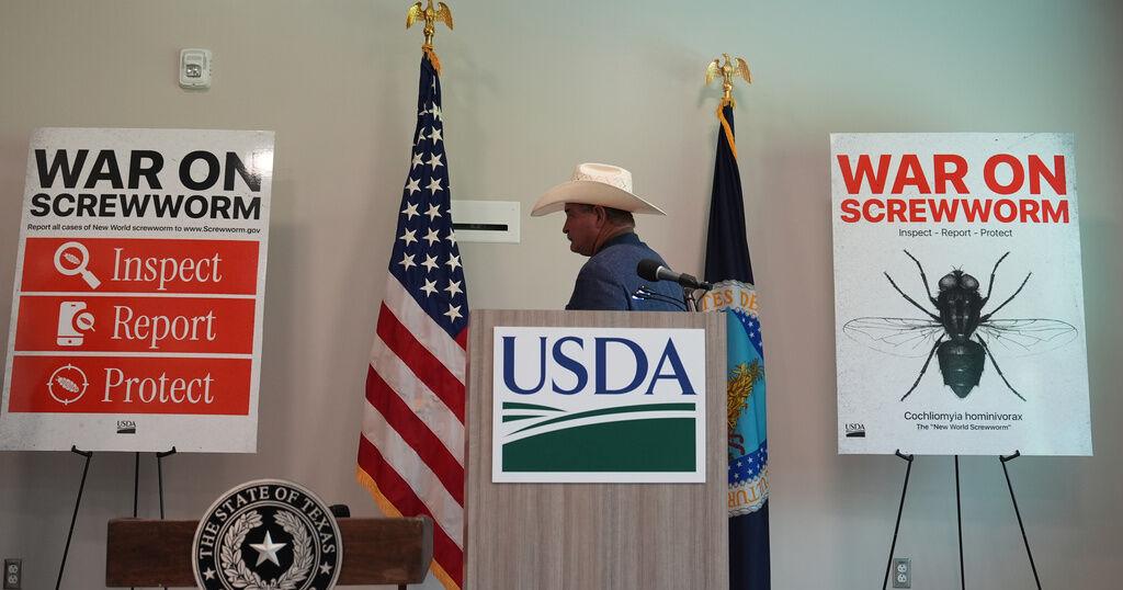 A flesh-eating cattle parasite spreads beyond Texas as new screwworm cases are found