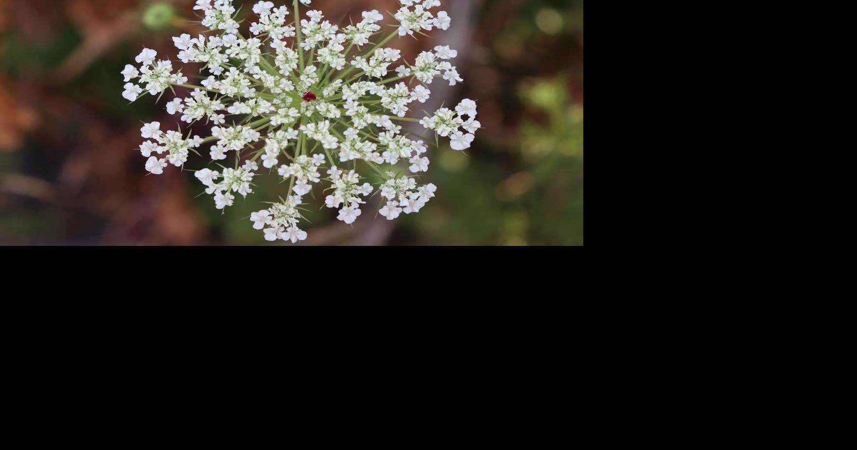 CONFER: The benefits and risks of Queen Anne’s Lace
