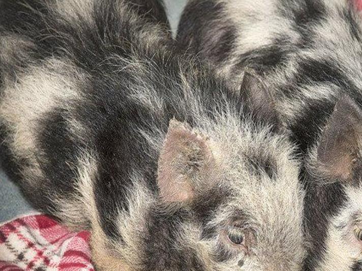 Animal Cruelty Check Continues In Wilson Local News Niagara Gazette Com