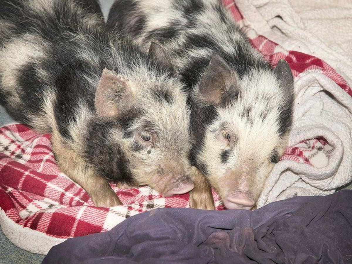 Animal Cruelty Check Continues In Wilson Local News Niagara Gazette Com