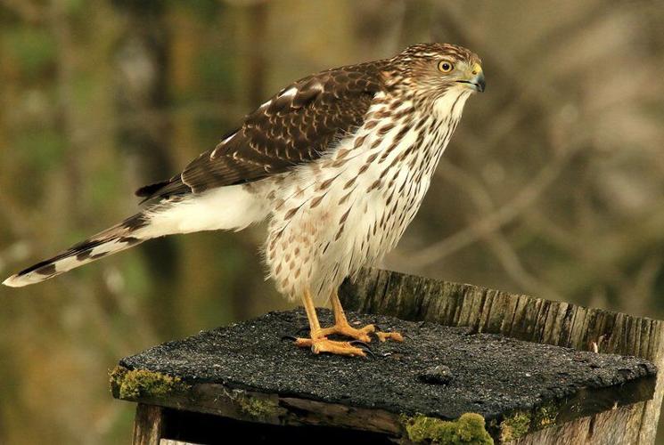 THE GREAT OUTDOORS: Birds that don't 'belong' in WNY during ...