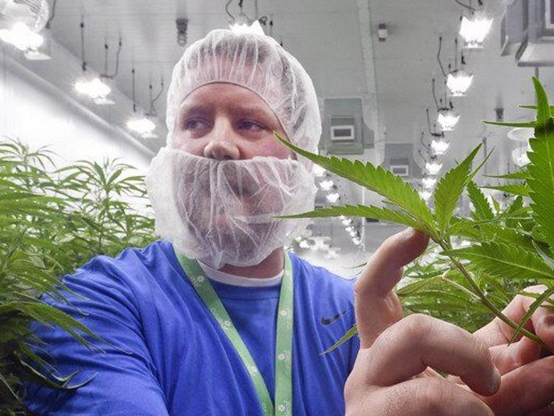 nccc-receives-funds-for-cannabis-accreditation-programs-web-extra-niagara-gazette-com