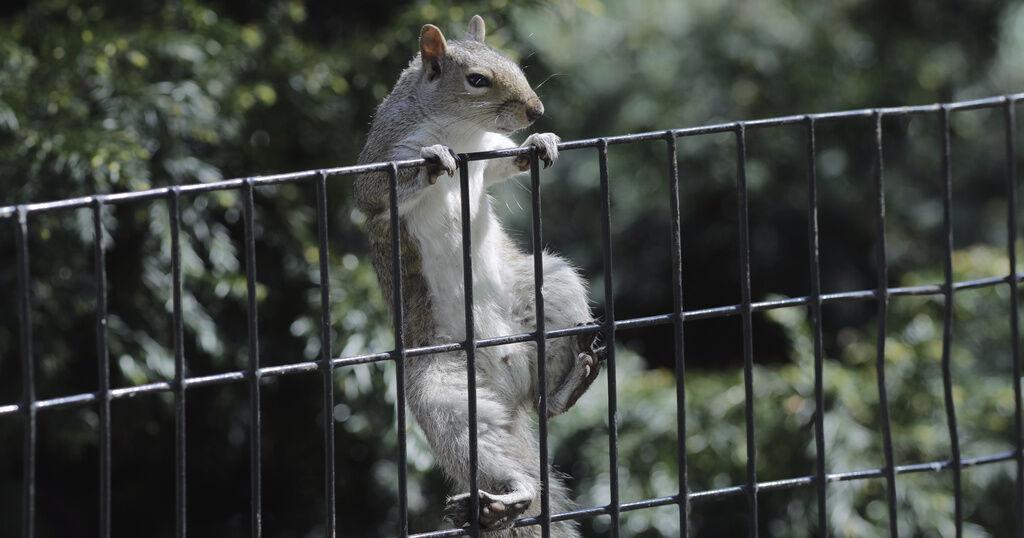 New York considers ban on cash prize contests for hunting coyotes, squirrels, some other wildlife - Vimarsana News