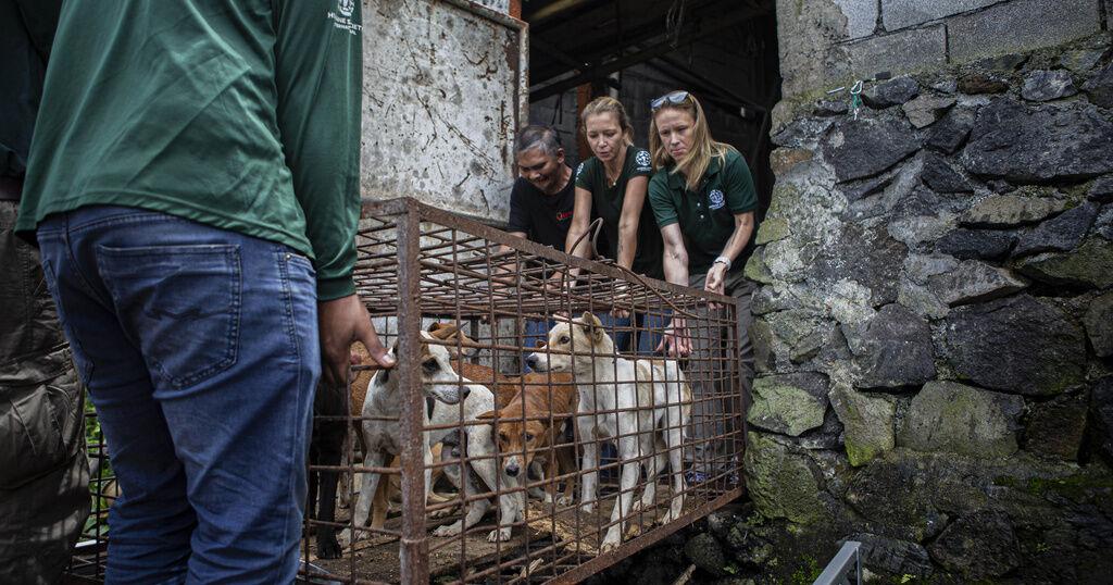 A notorious Indonesian animal market has ended its brutal dog and cat meat trade, campaigners say - Vimarsana News