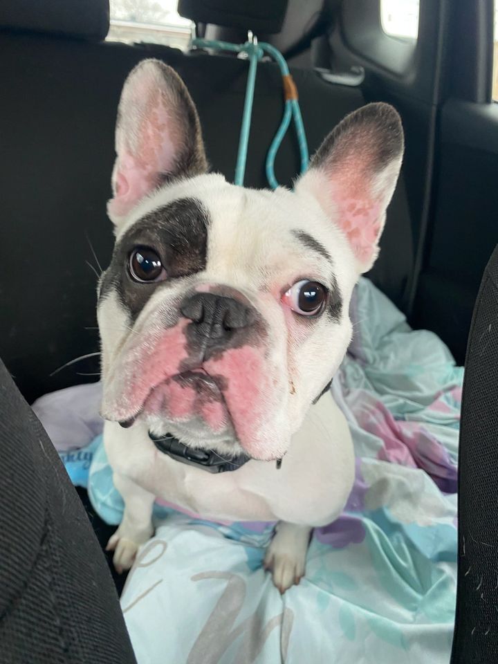 Spca store french bulldog