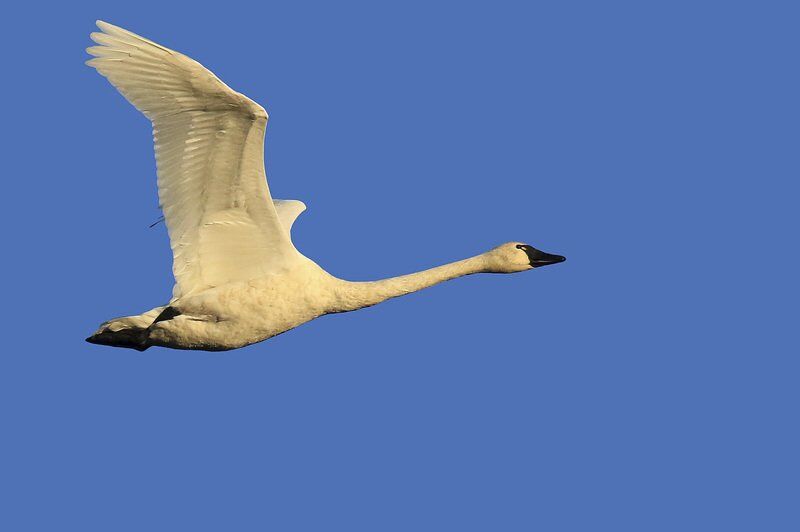 trumpeter swan flying