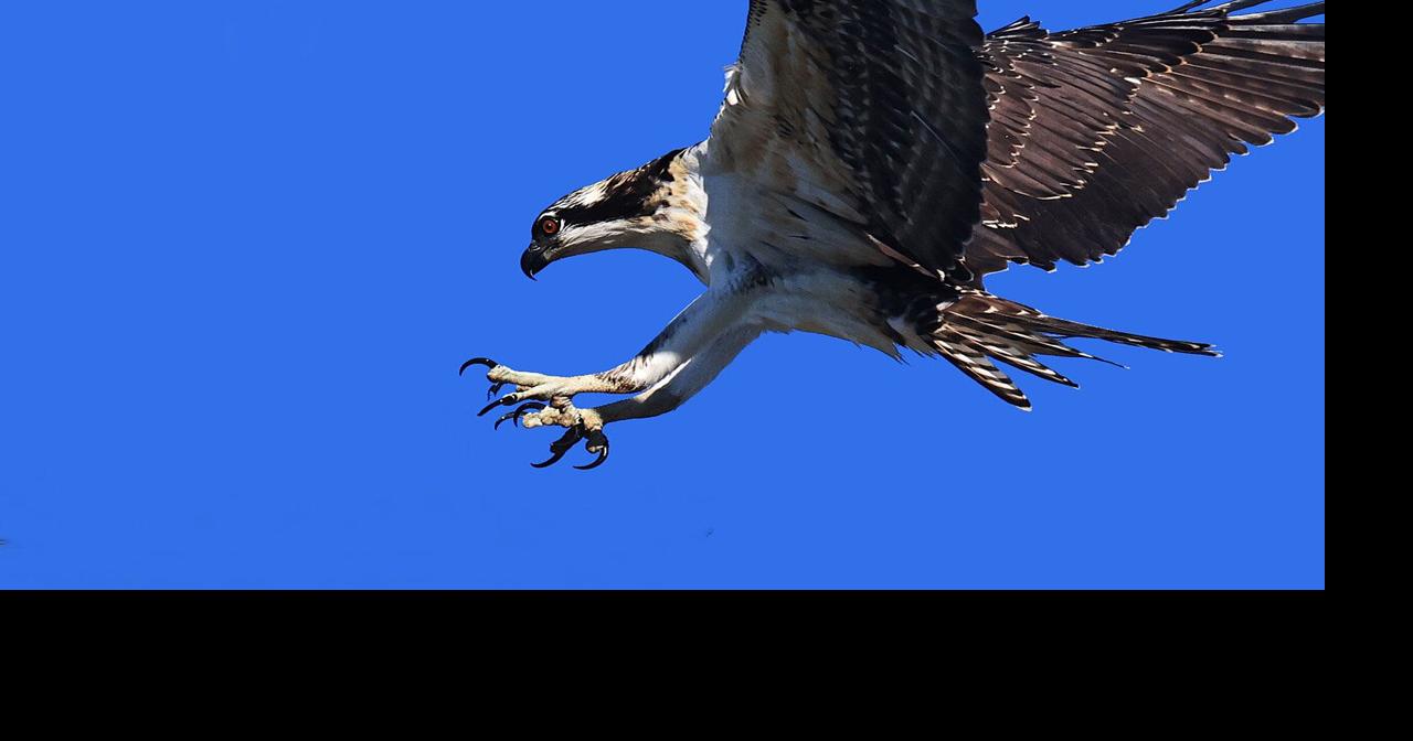 THE GREAT OUTDOORS: With wildlife, patience pays off