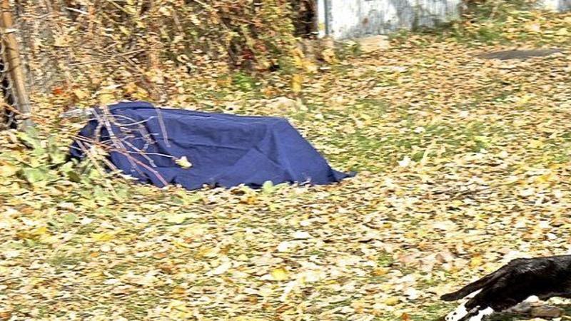 Project Targeting Feral Tonawanda Island Cats Considered A Success Lifestyles Niagara Gazette Com