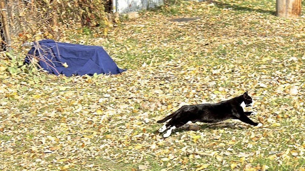 Project Targeting Feral Tonawanda Island Cats Considered A Success Lifestyles Niagara Gazette Com