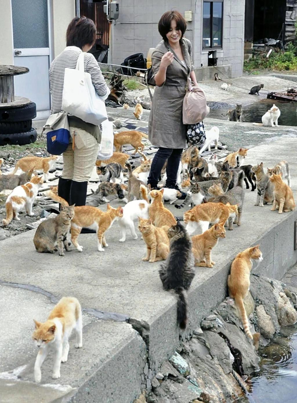 japan cat island