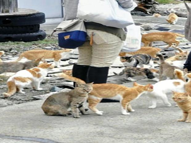 Japan's “cat island” Aoshima is being overwhelmed by tourists