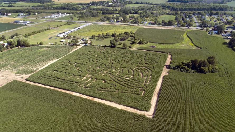 SLIDESHOW Sunflowers of Sanborn in bloom Gallery