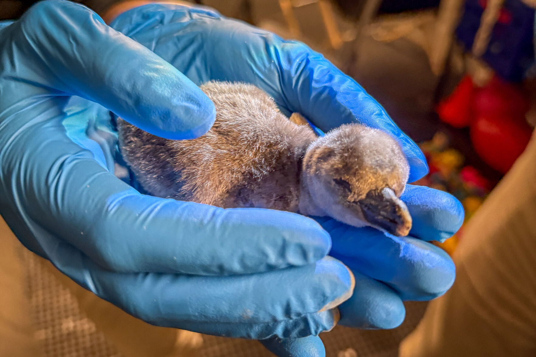 Local News niagara gazette com