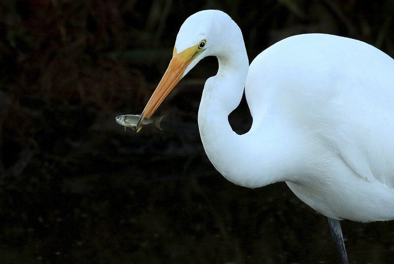 THE GREAT OUTDOORS: Close encounters with a great egret - Columns - niagara-gazette.com