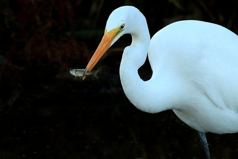 THE GREAT OUTDOORS: Close encounters with a great egret - Columns - niagara-gazette.com