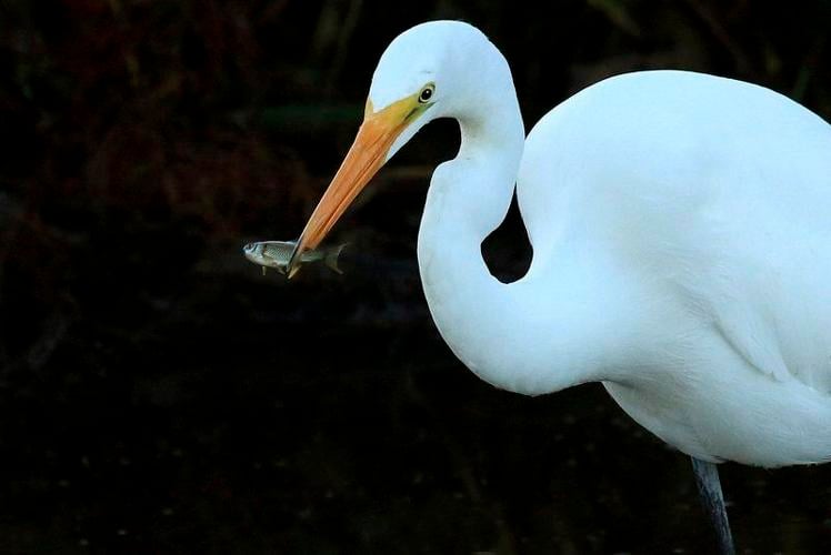 THE GREAT OUTDOORS: Close encounters with a great egret