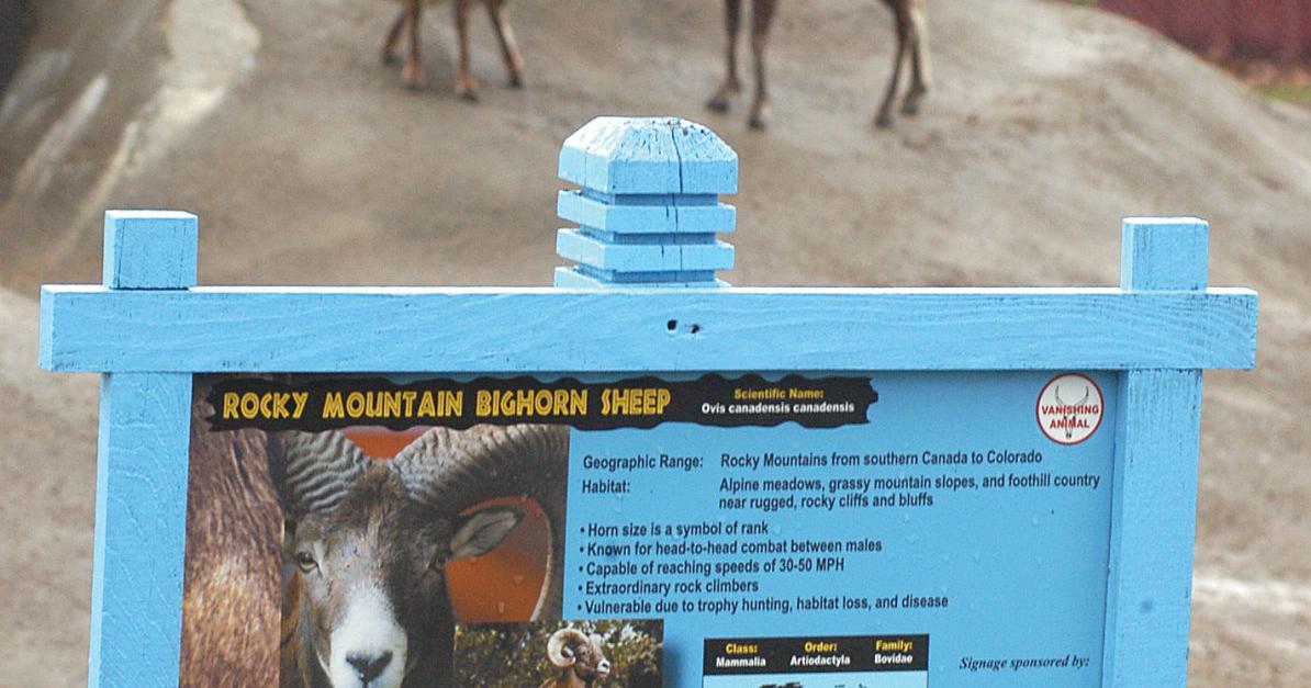 Bighorn sheep gets loose at zoo Wednesday morning