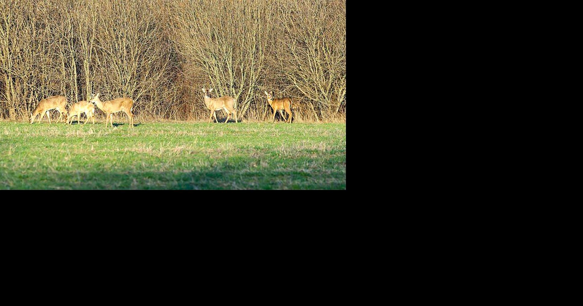 Crossbows prove popular with NY deer hunters, new data shows | Local ...