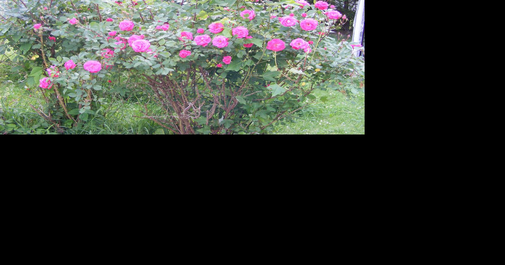 BACK TO THE ROOTS: June in the flower bed