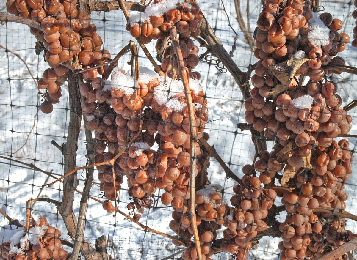 CAMBRIA Niagara Landing transforming frozen grapes into ice wine