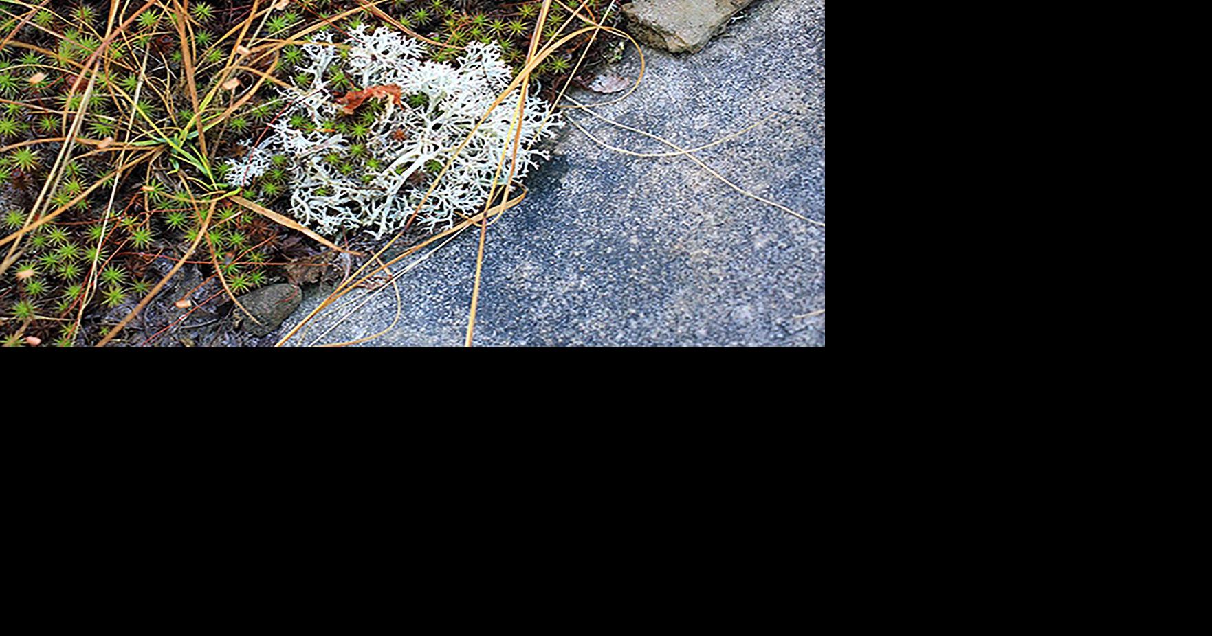 Exploring the Niagara Frontier: What fuels rein…