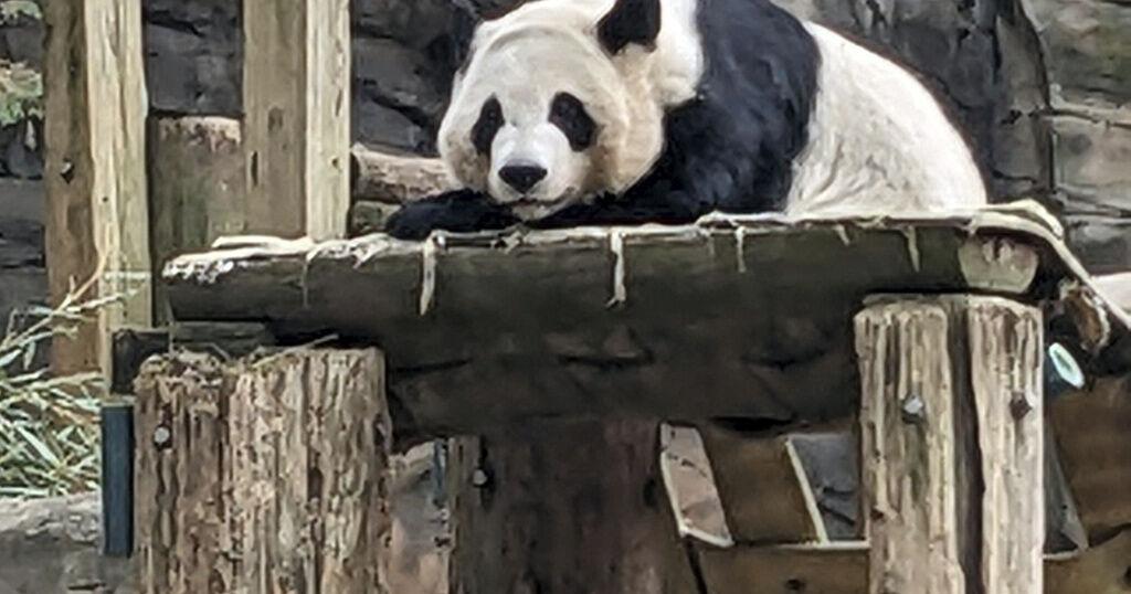 Last U.S. zoo pandas expected to leave Atlanta for China this fall - Vimarsana News