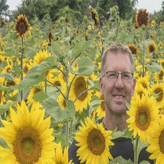 Sunflowers Of Sanborn Welcome Visitors From Around The Region Lifestyles Niagara Gazette Com