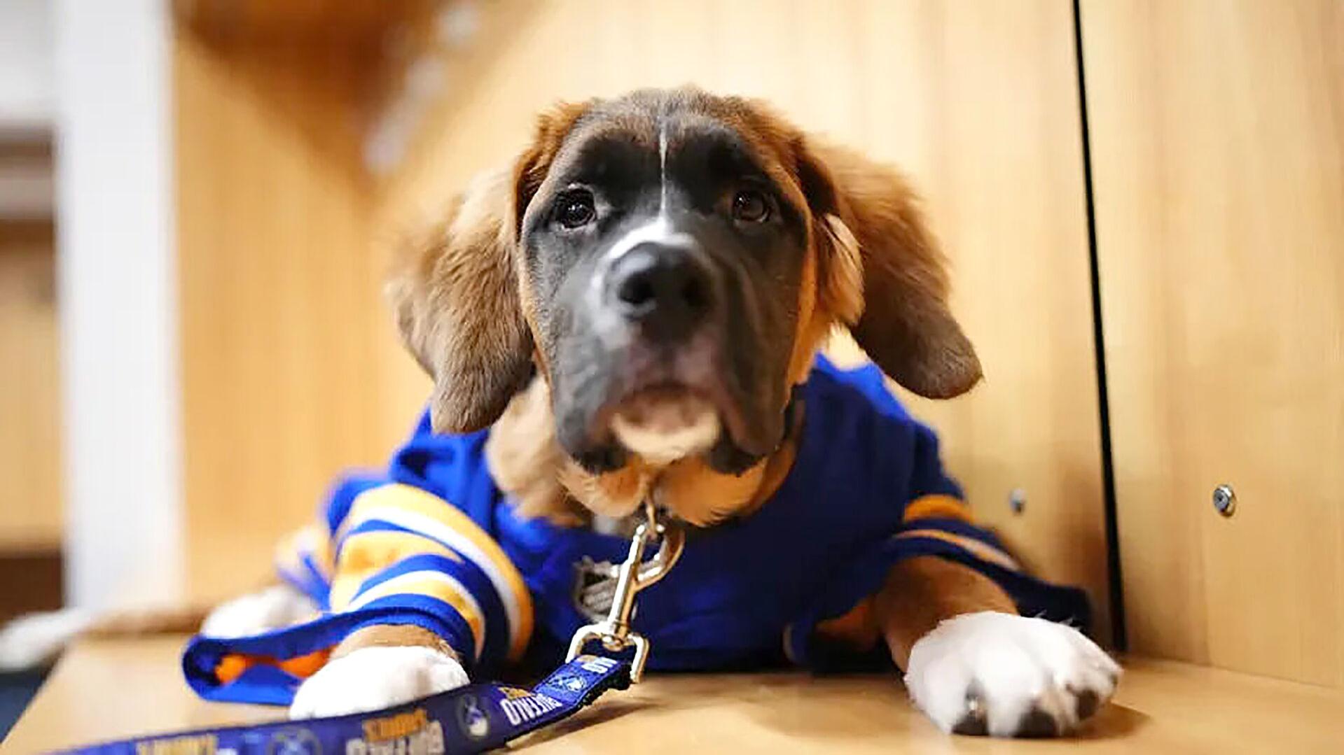 St. Louis Blues Mascot Earns First-Ever Stanley 'Pup' Championship