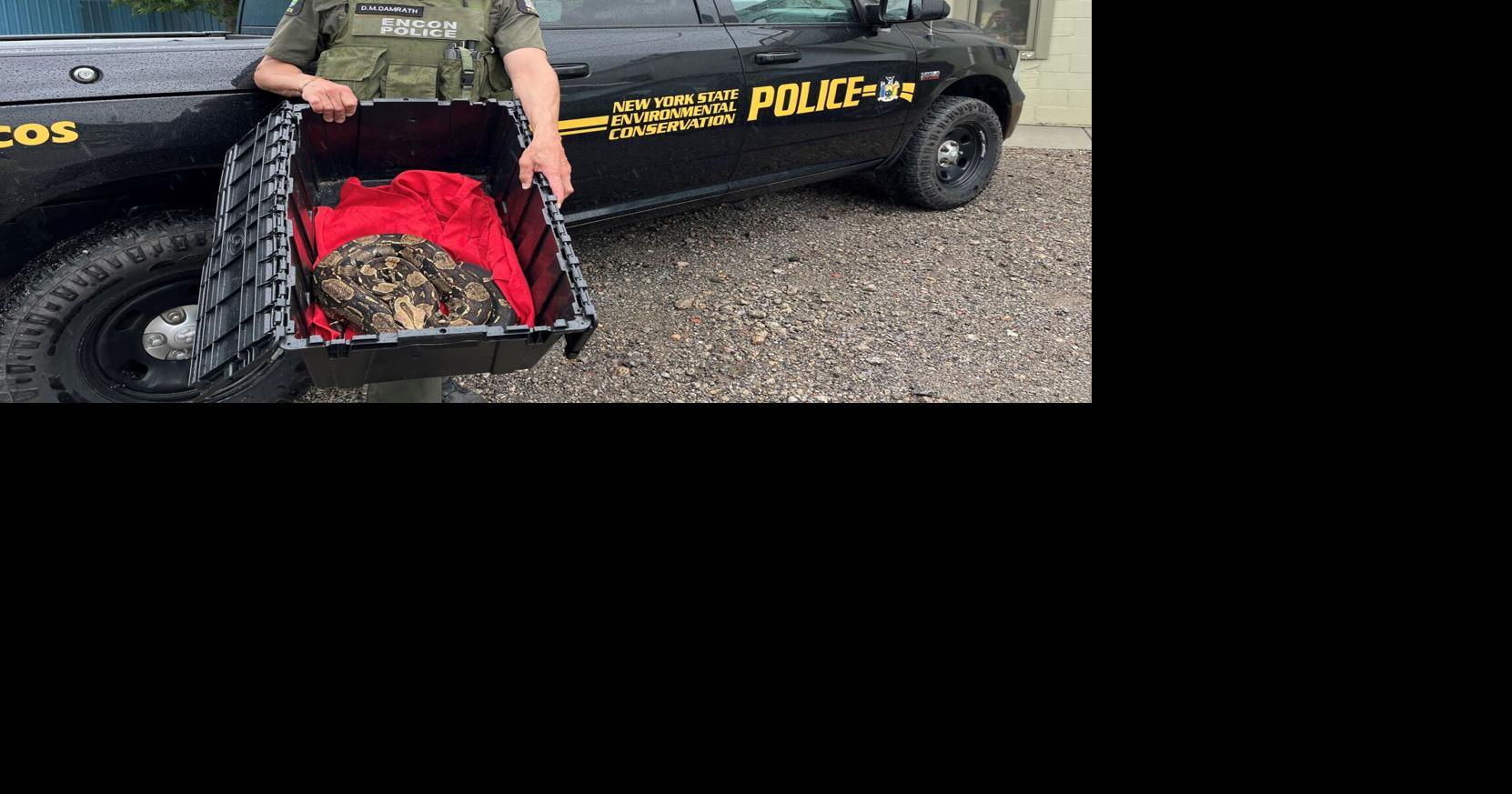 Boa constrictor captured in vacant Lackawanna home | Local News ...
