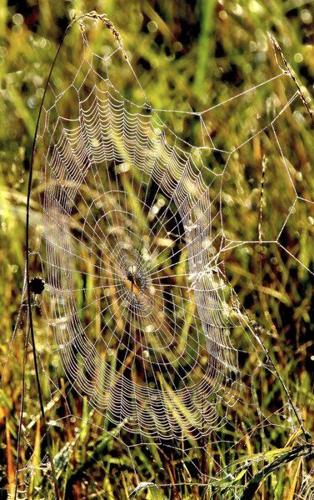 THE GREAT OUTDOORS: Hunting spider webs | Community | niagara 