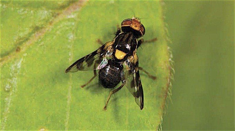 Federal officials on the hunt for invasive fruit fly | Local News ...