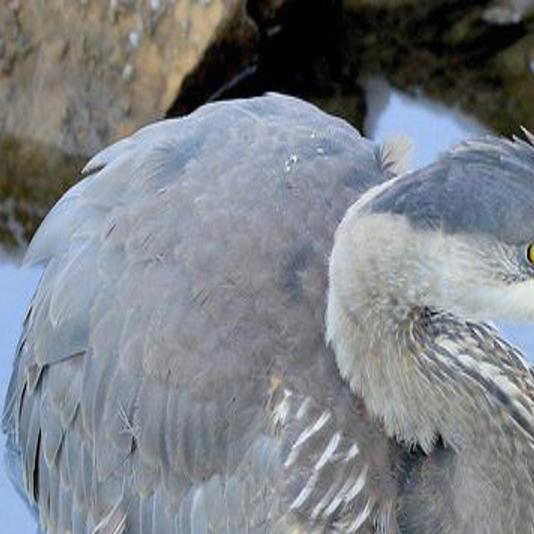 Great Outdoors A Strange Encounter With A Great Blue Heron Opinion Niagara Gazette Com