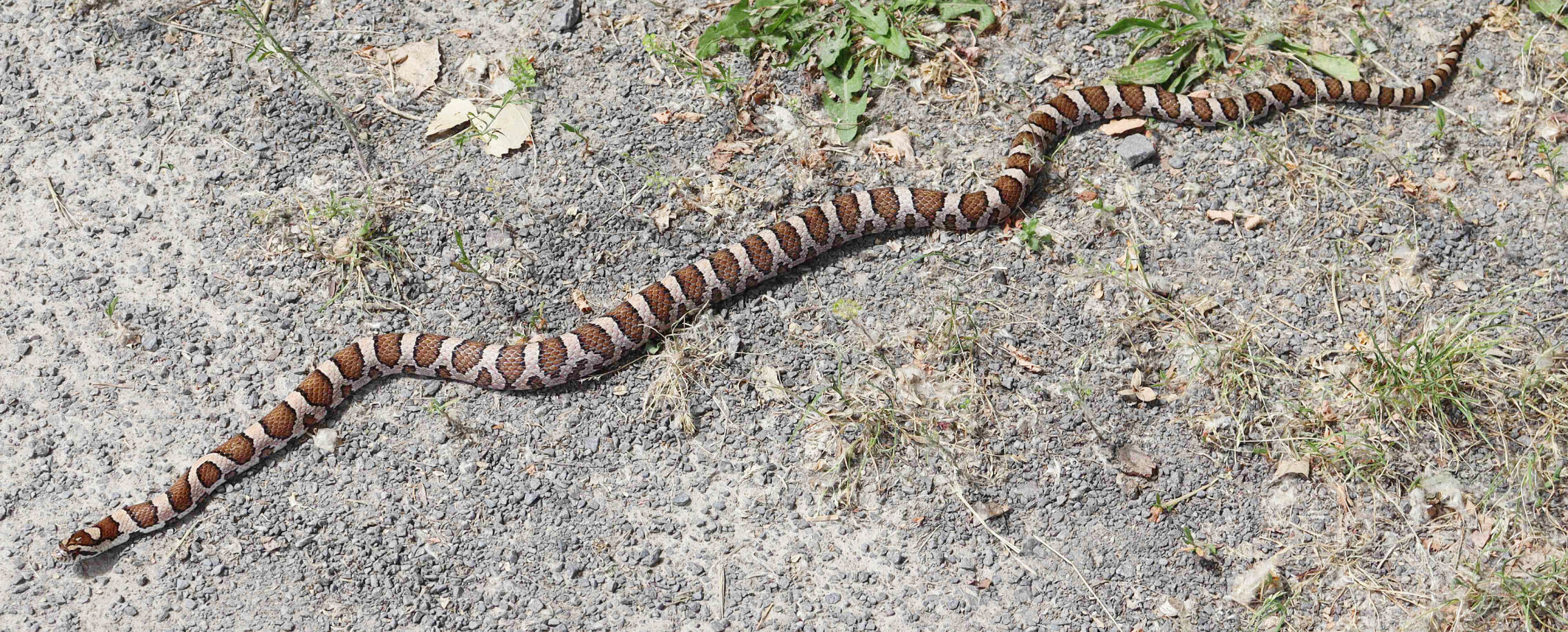CONFER: That's no copperhead snake — but keep your distance anyway