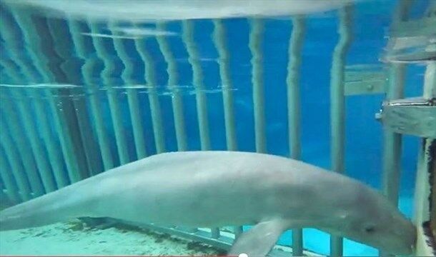 Gia, a beluga whale at Marineland has died