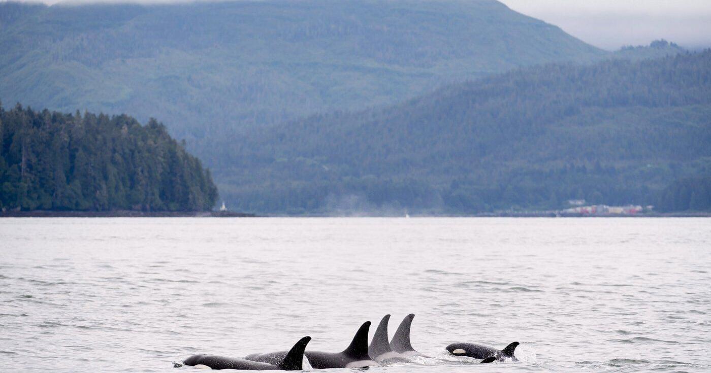 CP NewsAlert : Feds drop plans to skirt species at risk act for major projects