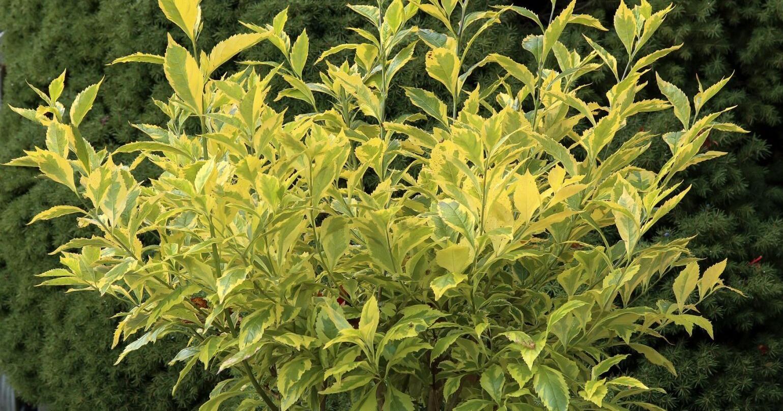 Редкое вечнозеленое растение Duranta erecta «Gold Edge» поразило садовода необычной листвой и колючими стеблями