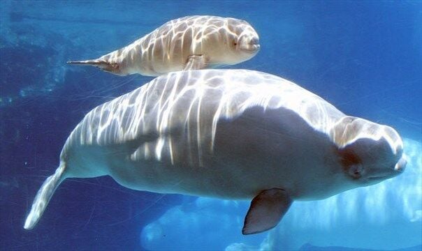 Gia, a beluga whale at Marineland has died