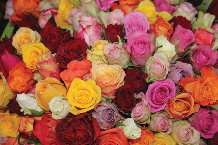 How you can find success with roses in your Muskoka garden