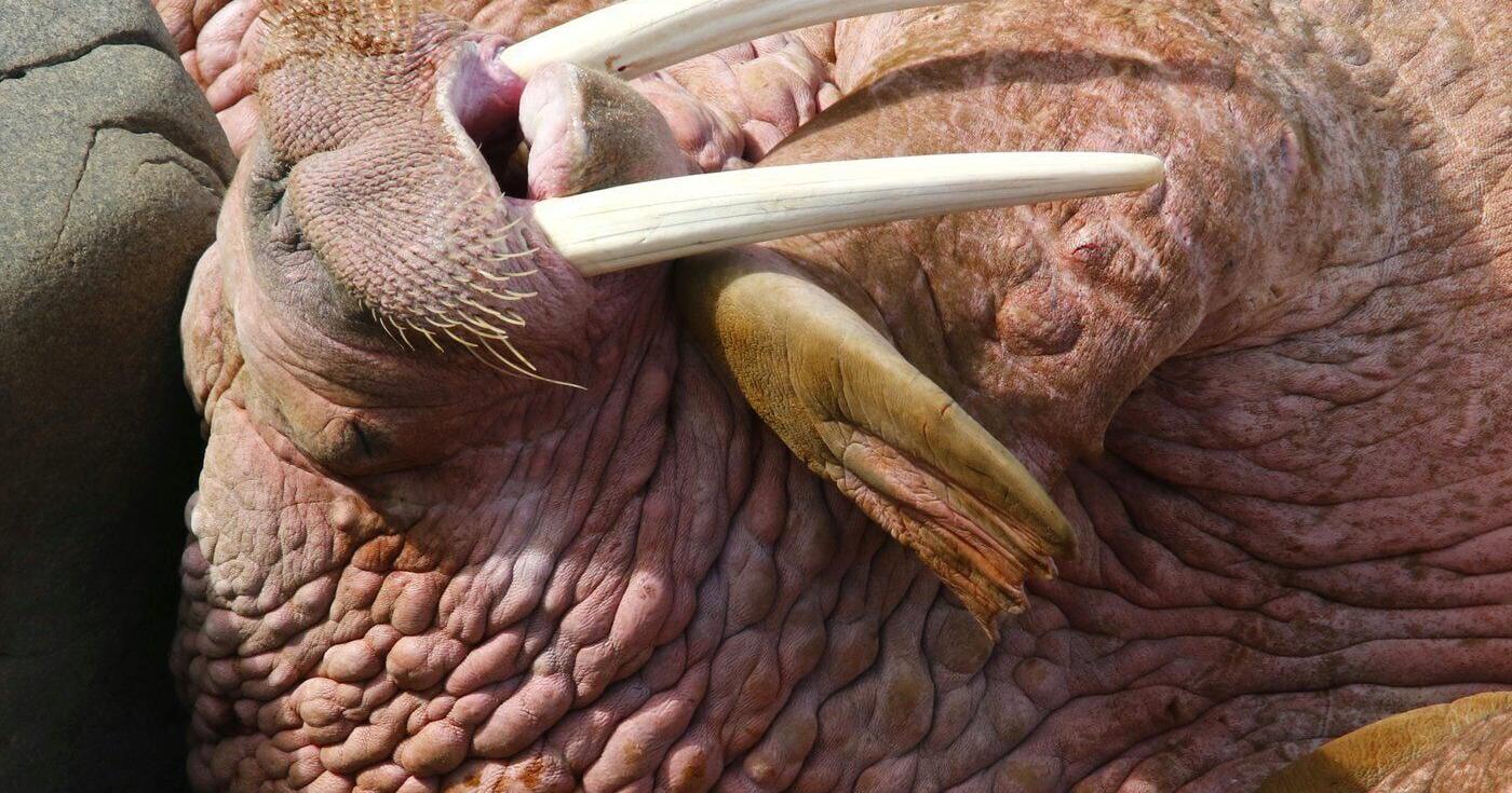Walrus harvested in Nunavut tests positive for roundworm infestation