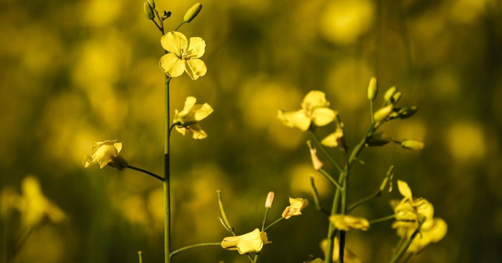 Despite deal with China , Canadian canola remains at risk to external forces : report