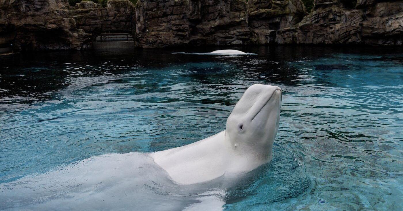 Canada last captive whales set to leave Marineland for U . S . aquariums