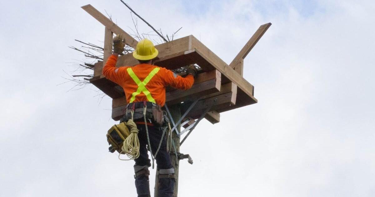 Raptor nesting platform installed at Heartland Forest